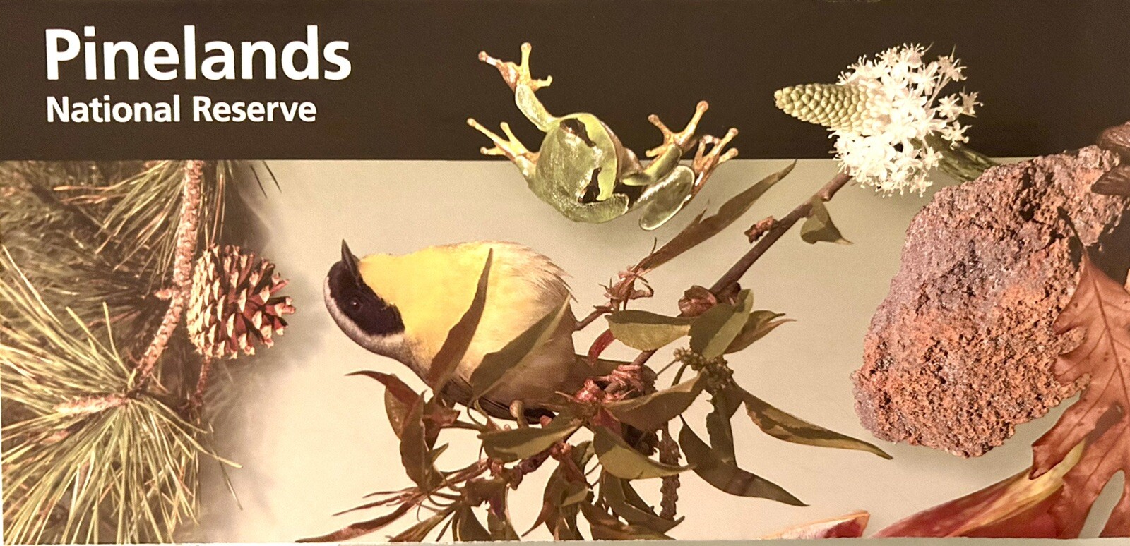 Pinelands; National Park Service Brochure; New Jersey