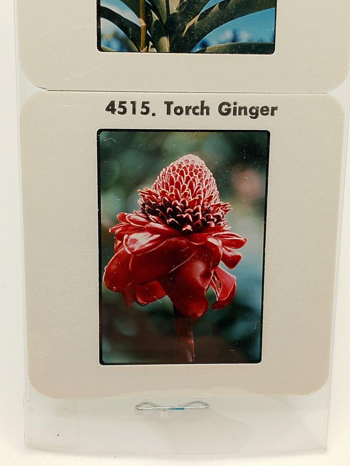 Vintage Kodak 5 Color Slides 2×2 – Hawaiian Flowers