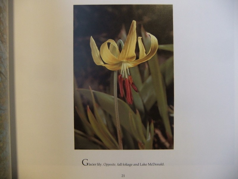 The Story of The Highway Across Glacier National Park Going-To-The Sun 1984 Book