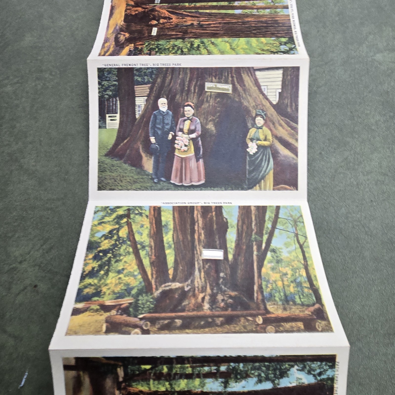 Vintage California Big Trees Park Souvenir Postcard Folder 18 Images