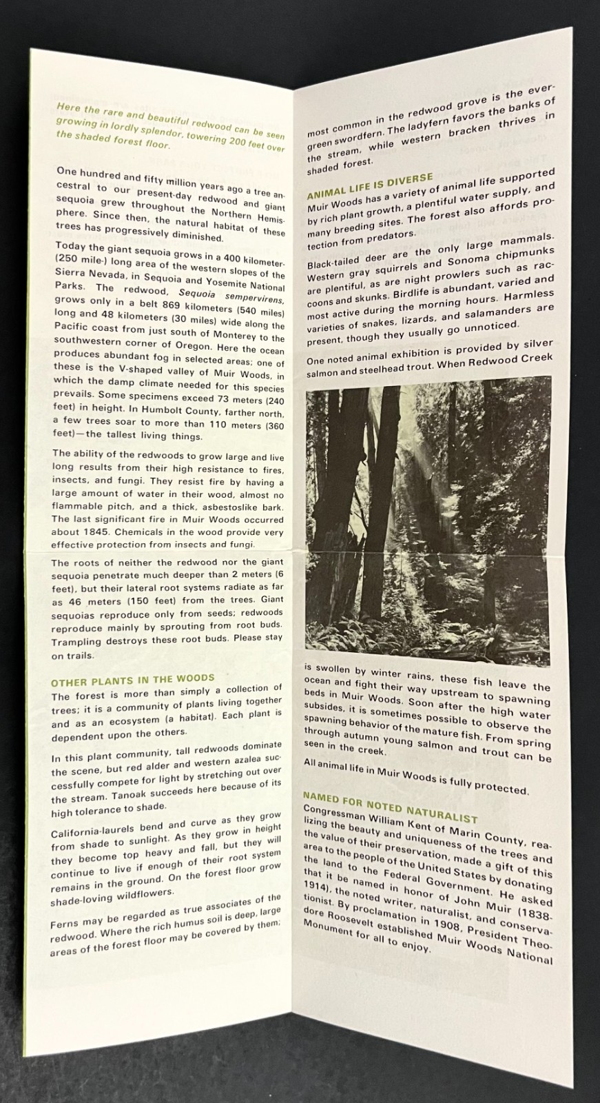 1974 Muir Woods National Monument California Park Guide Vintage Travel Brochure