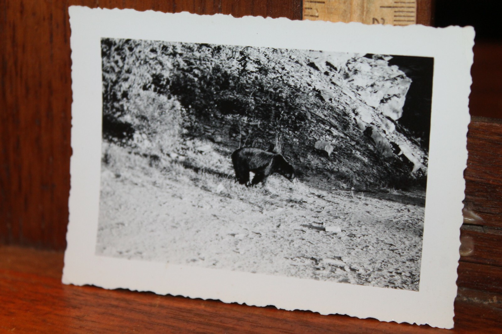 Vintage 1943 Photo Black Bear Smoky Mountains National Park Tennessee Snapshot
