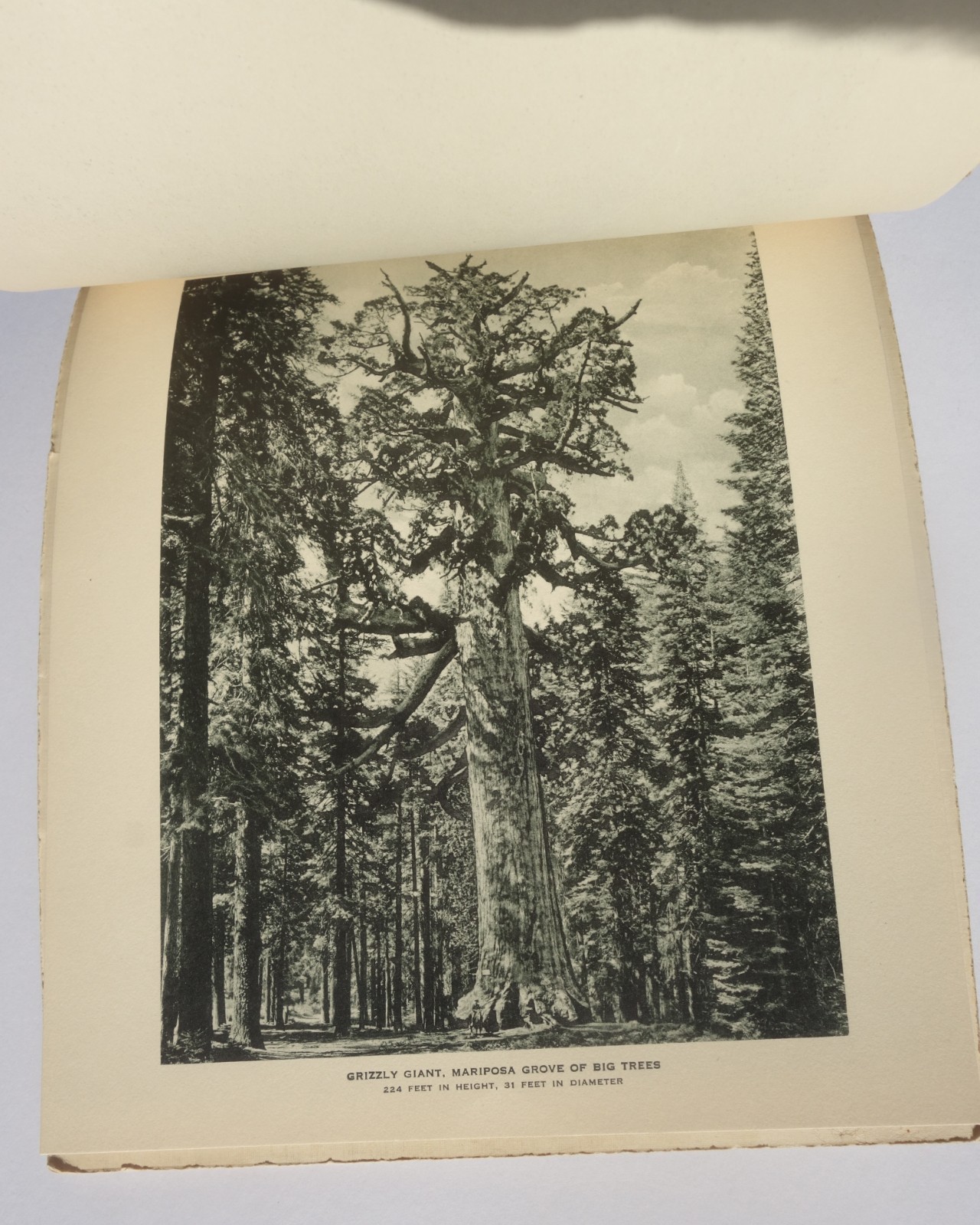 Vintage “Yosemite National Park” Souvenir Booklet Photo-Gravures c. 1910s-1920s