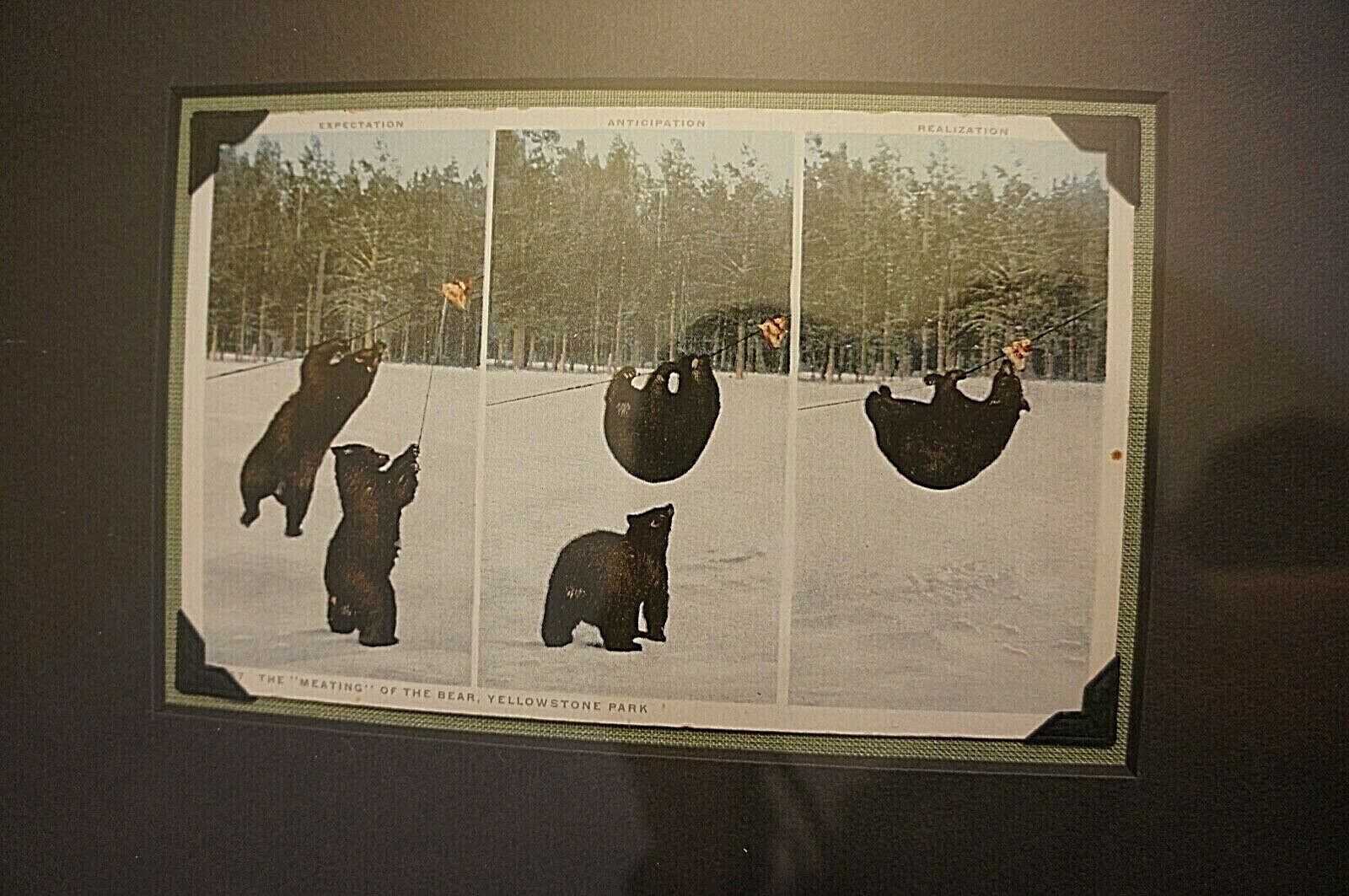 BEARS COOPERATING & USE TOOL Vintage RPPC Photo YELLOWSTONE NATIONAL PARK Frame!
