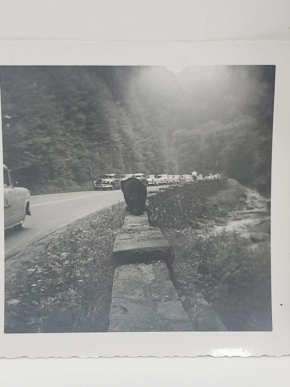 Vintage Black Bear Photos Great Smoky Mountains 1940s