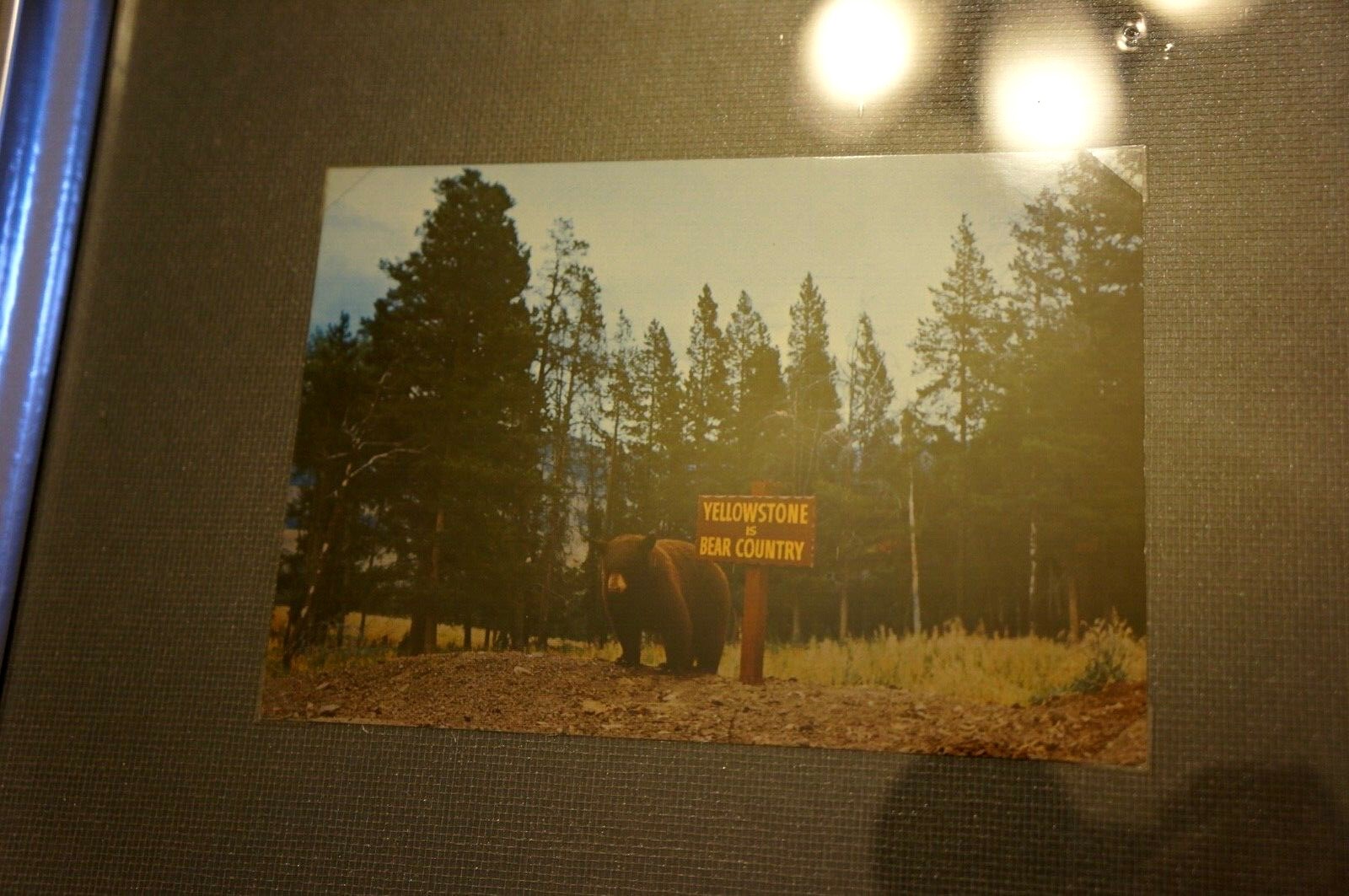 Ironic Vintage YELLOWSTONE NATIONAL PARK BEAR & SIGN RRP PHOTO Super Framing