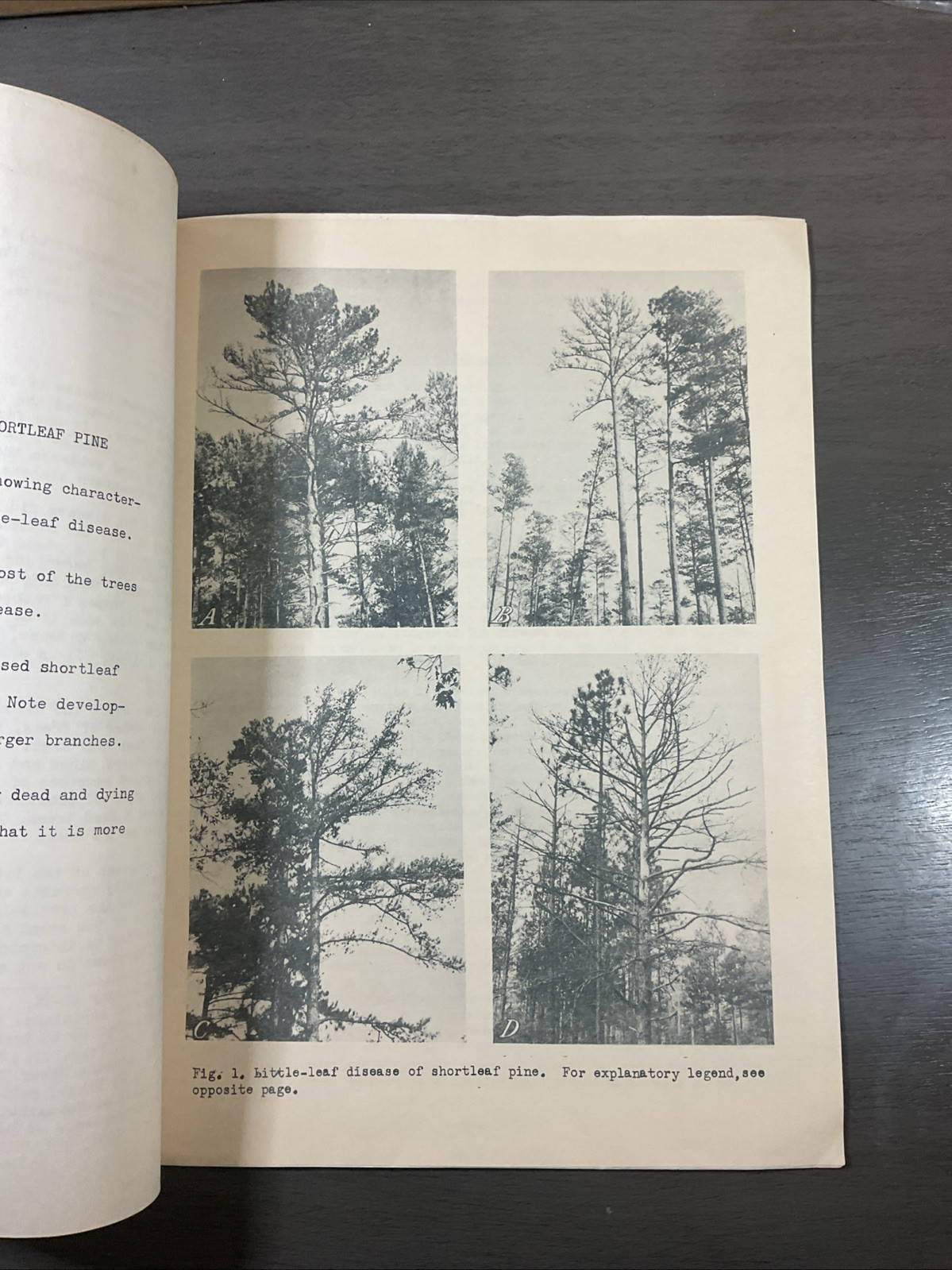 9 Oct 1940 Southern Forest Experiment Station New Orleans La Shortleaf Pines B27