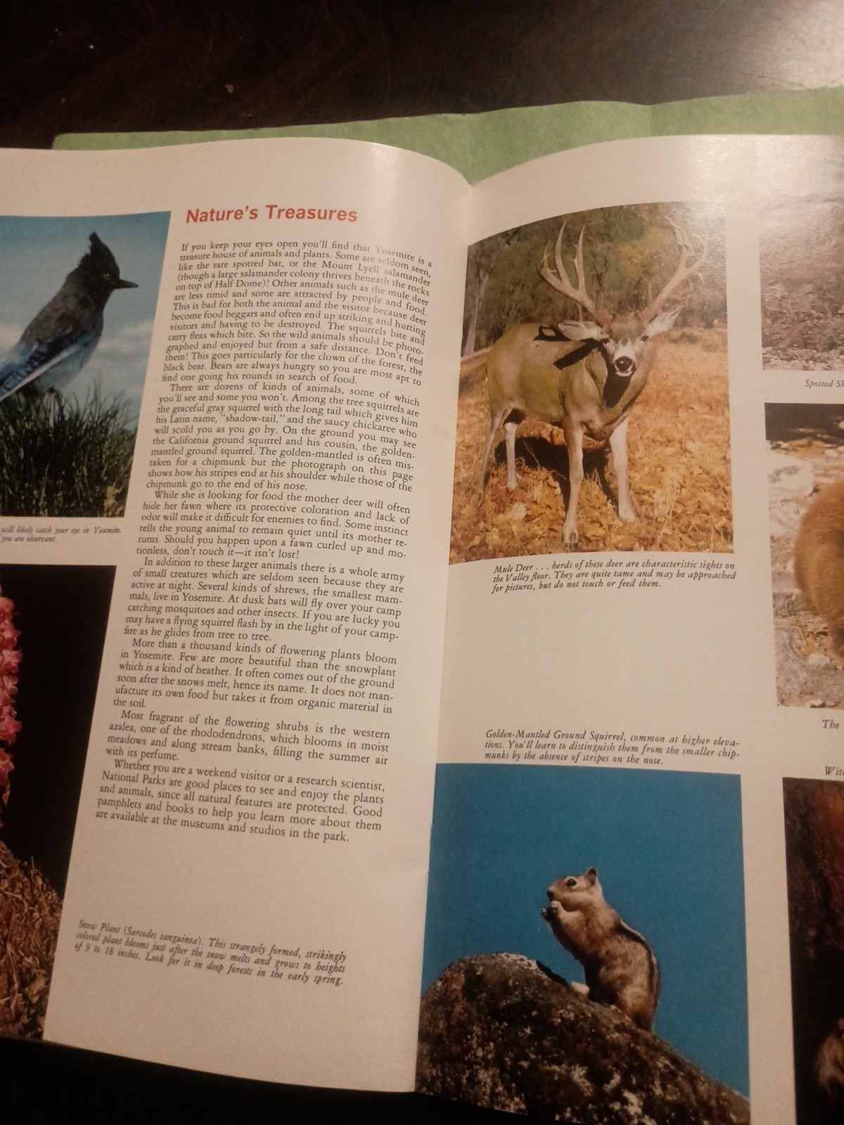 This is Yosemite by Douglas Hubbard Guide Book