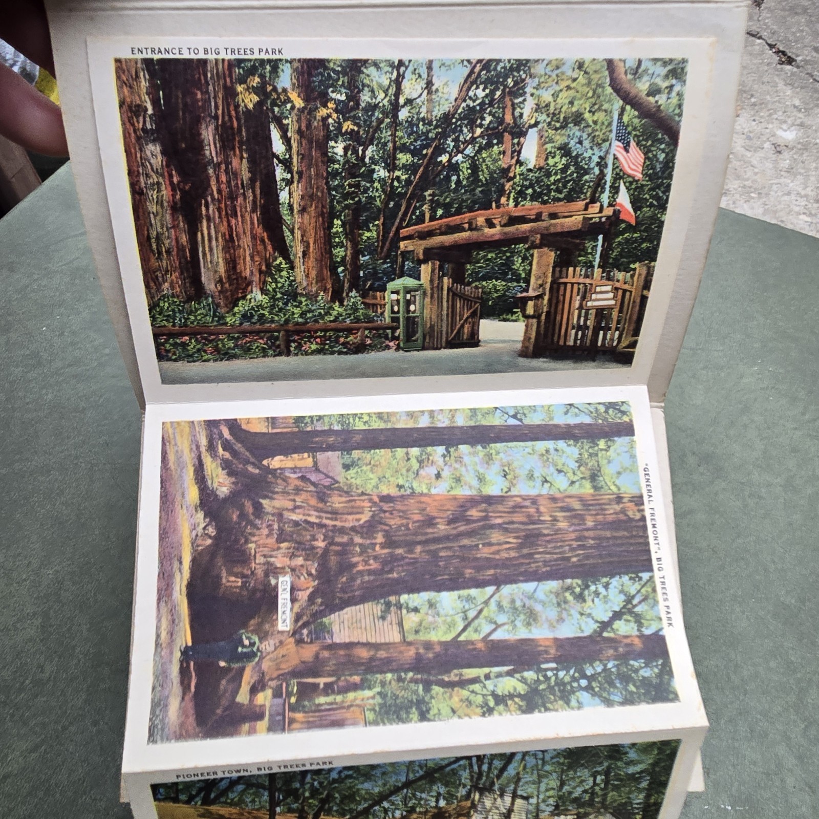 Vintage California Big Trees Park Souvenir Postcard Folder 18 Images