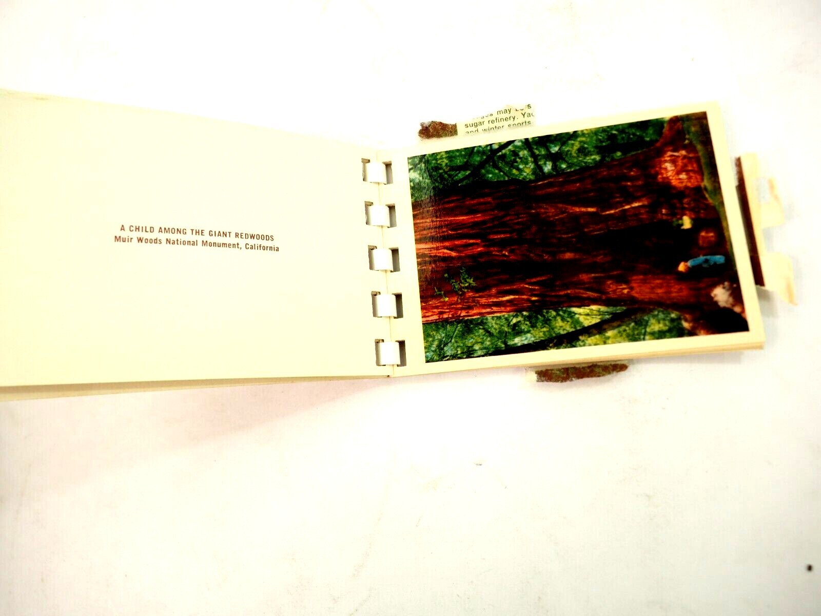Muir Woods National Monument Miniature Album 10 Color Prints in Spiral binder