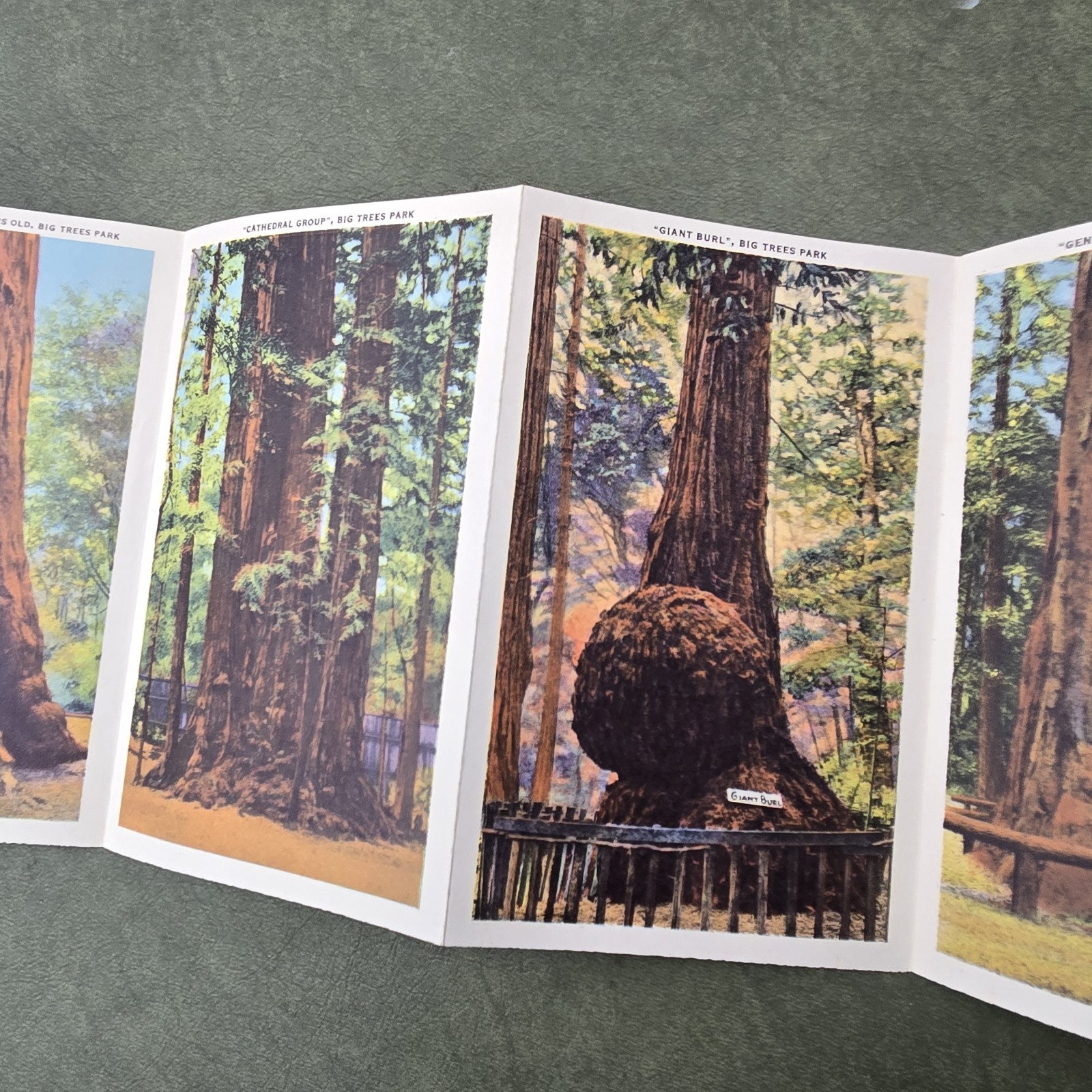 Vintage California Big Trees Park Souvenir Postcard Folder 18 Images