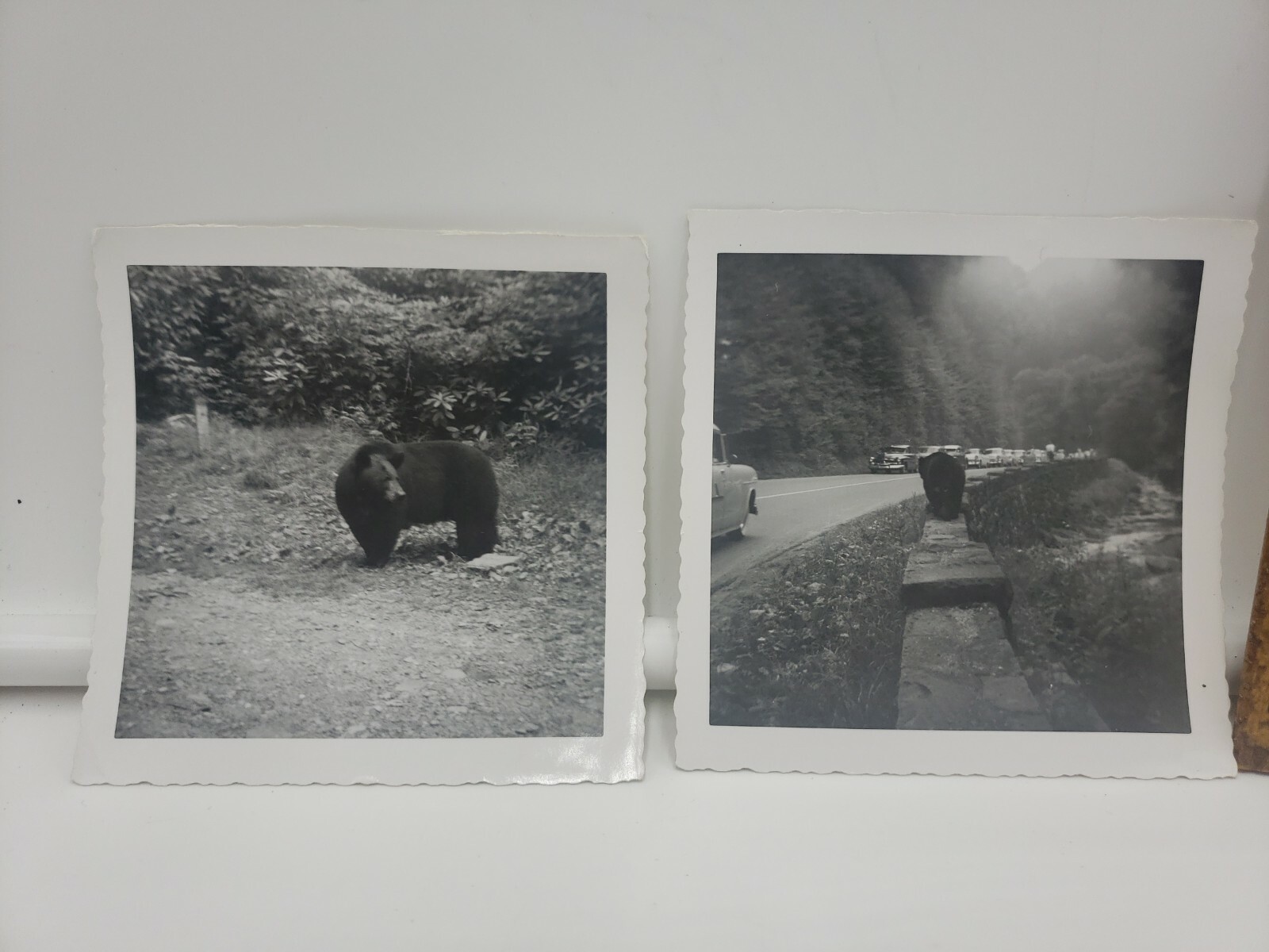 Vintage Black Bear Photos Great Smoky Mountains 1940s