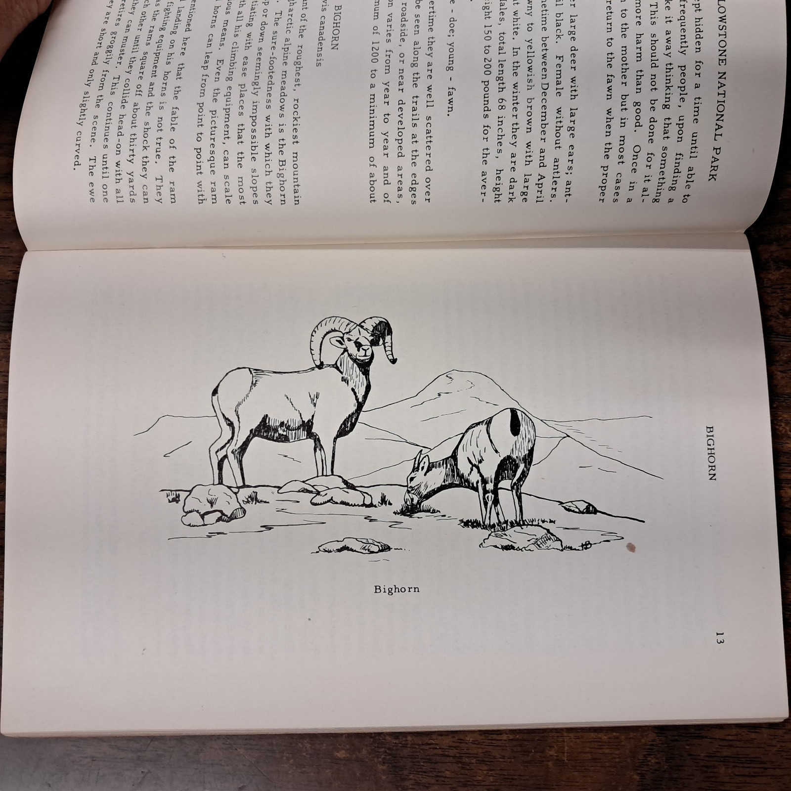 1954 Wild Animals Of Yellowstone National Park From Library Of Dorothy Hanson