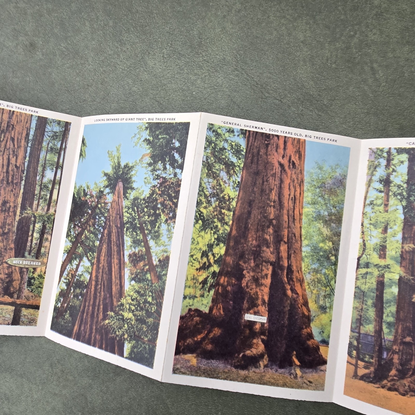 Vintage California Big Trees Park Souvenir Postcard Folder 18 Images