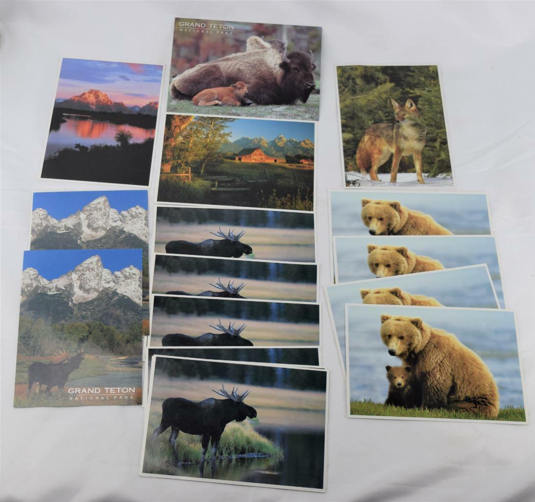 16 Teton National Park Unused Postcards Moose Bear Buffalo Coyote + MINT