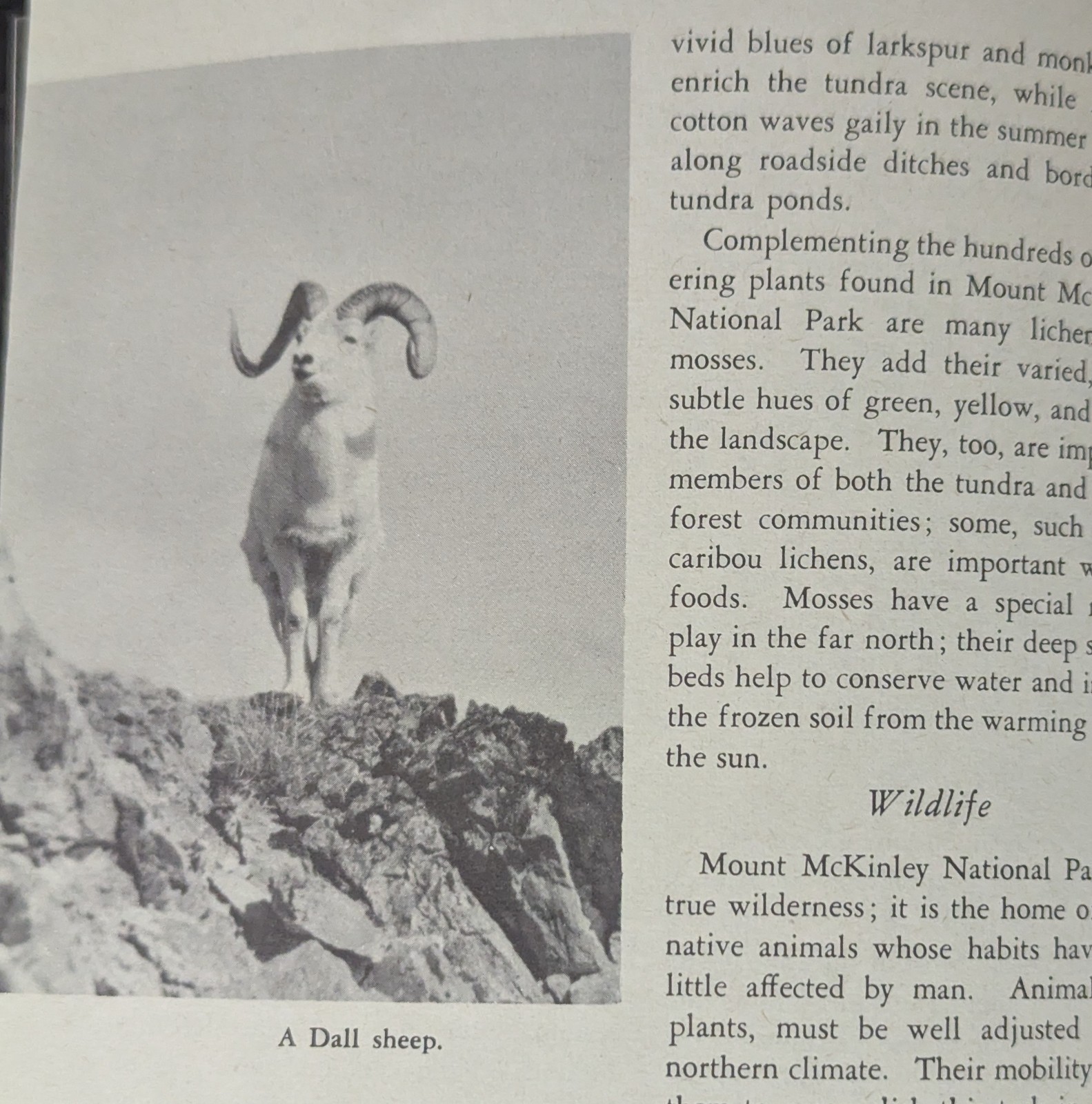 *VINTAGE 1958 MOUNT McKINLEY NATIONAL PARK ALASKA SOUVENIR ADVERTISING BOOKLET*