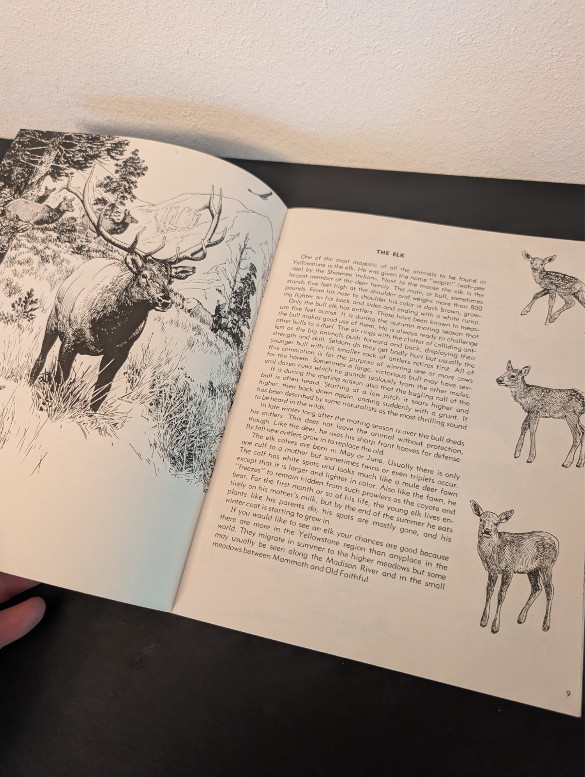 Vtg Animal Friends of Yellowstone Publication Fran Hubard Bob Hines 1971 -Nice