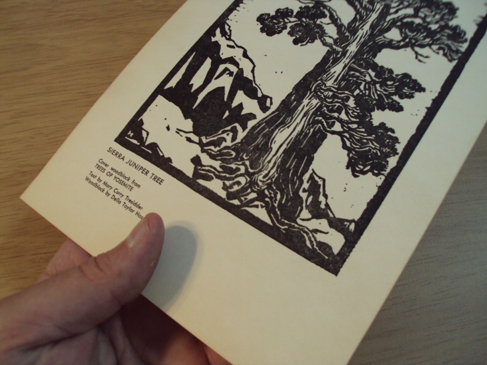 1961 AHWAHNEE Hotel Menu~”TREES of YOSEMITE”~Sierra Juniper WOODCUT~Della Hoss~