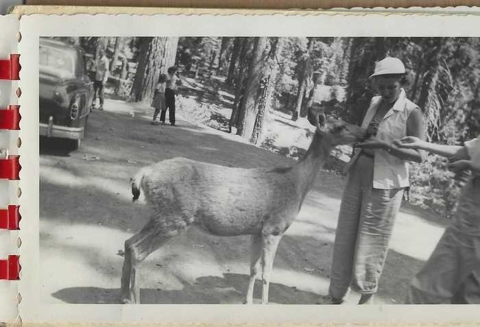 1909–56 mixed lot YOSEMITE NATIONAL PARK Brochures, Postcards, Print, Photos etc