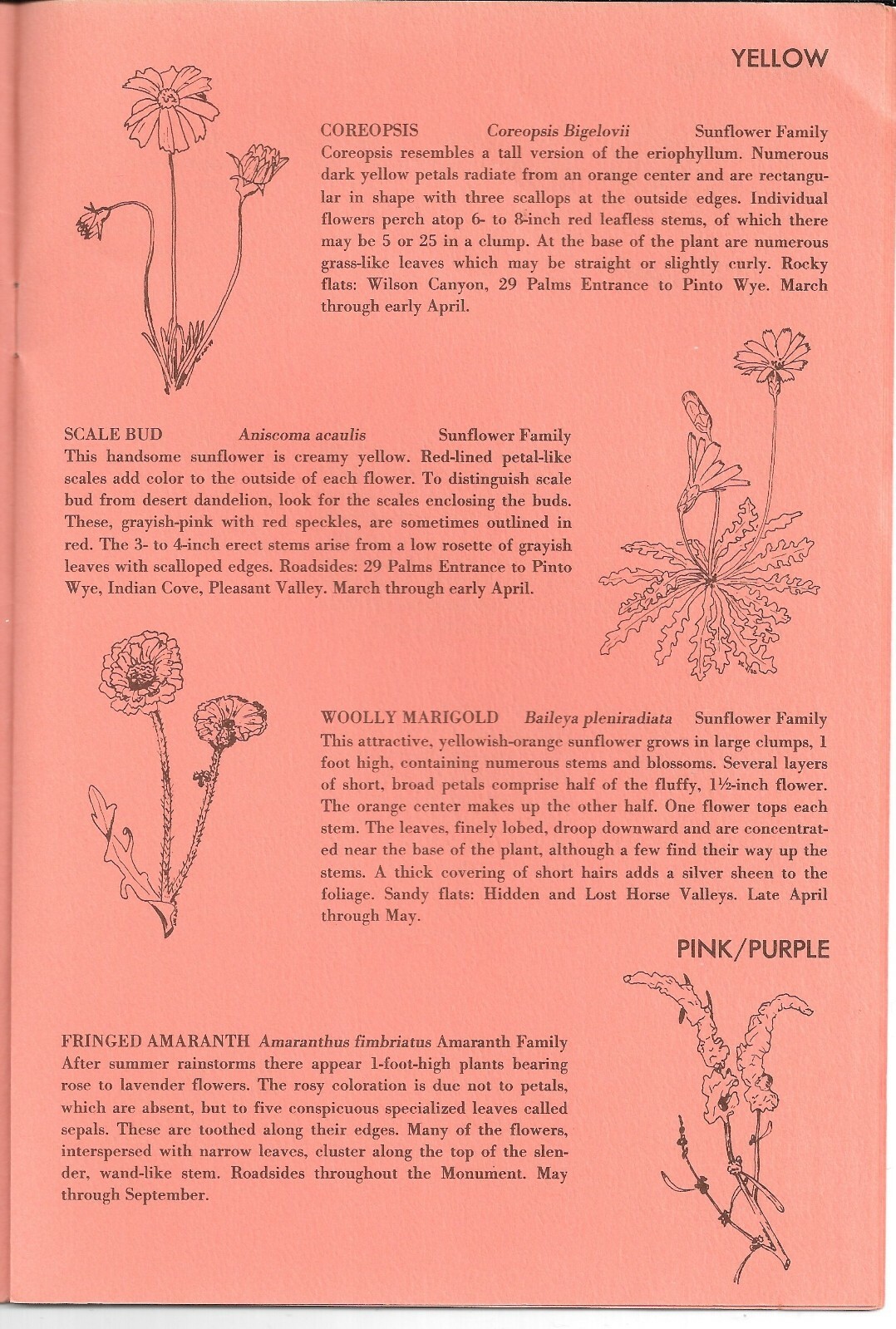 Vintage 1975 POLLEN ON YOUR NOSE, Wildflowers of JOSHUA TREE NATIONAL MONUMENT