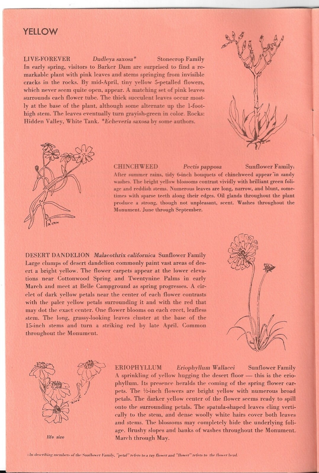 Vintage 1975 POLLEN ON YOUR NOSE, Wildflowers of JOSHUA TREE NATIONAL MONUMENT
