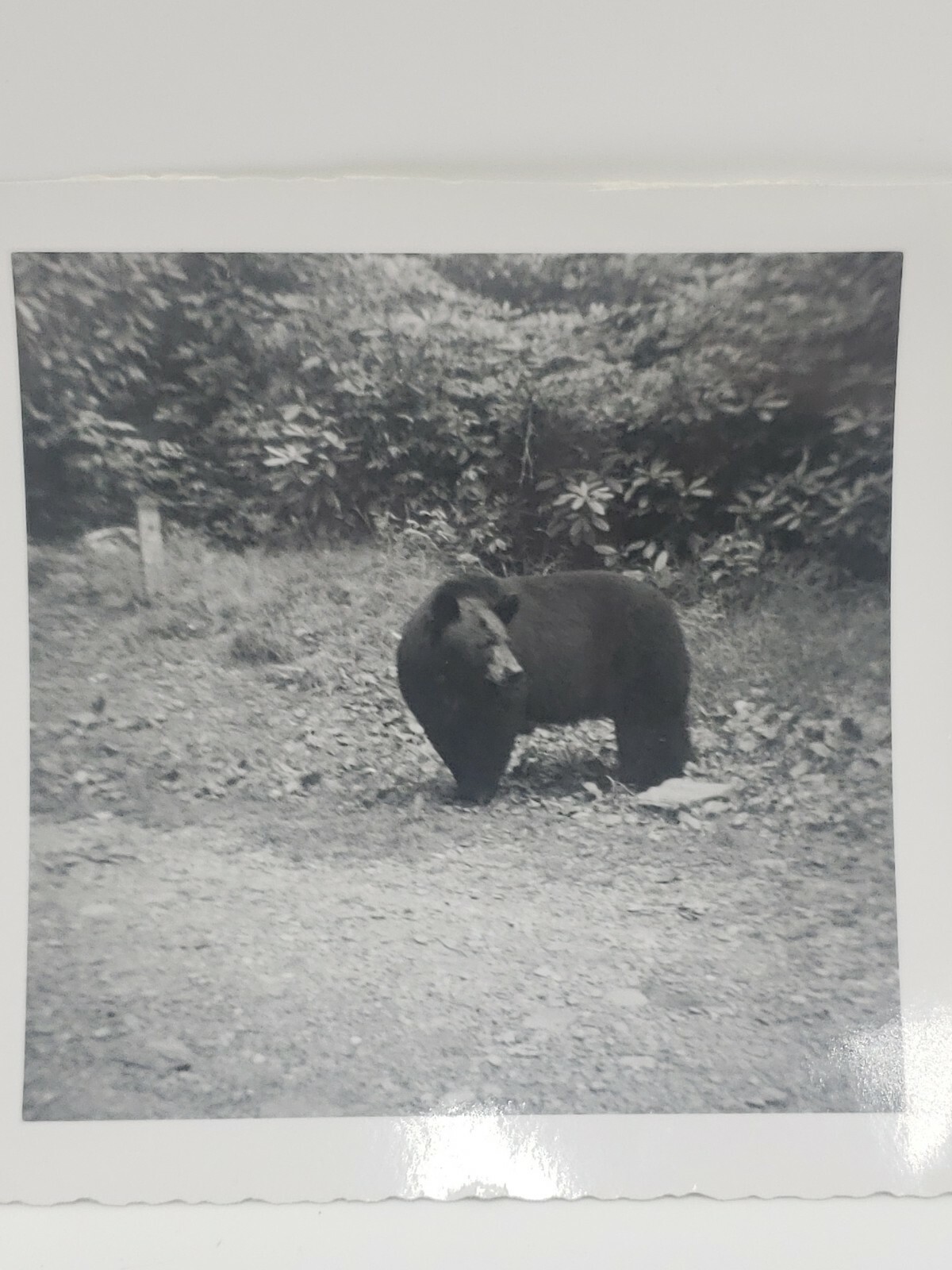 Vintage Black Bear Photos Great Smoky Mountains 1940s