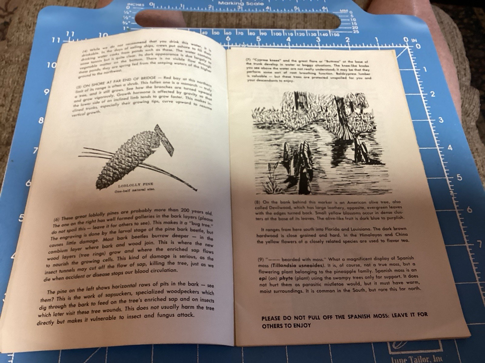 1969 Bald Cypress Nature Trail Brochure And Map