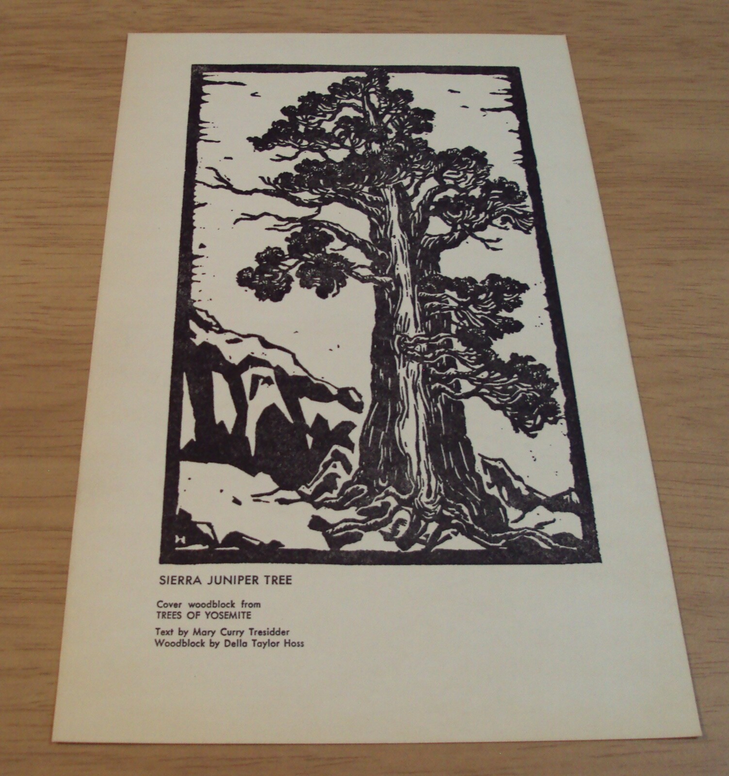 1961 AHWAHNEE Hotel Menu~”TREES of YOSEMITE”~Sierra Juniper WOODCUT~Della Hoss~