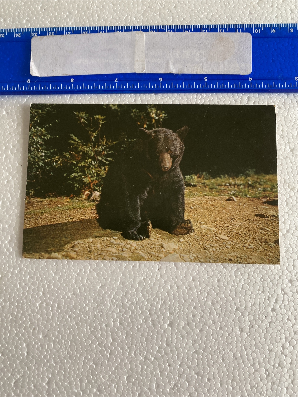 Postcard Great Smokey Mountains Native Black bear 21A-386D