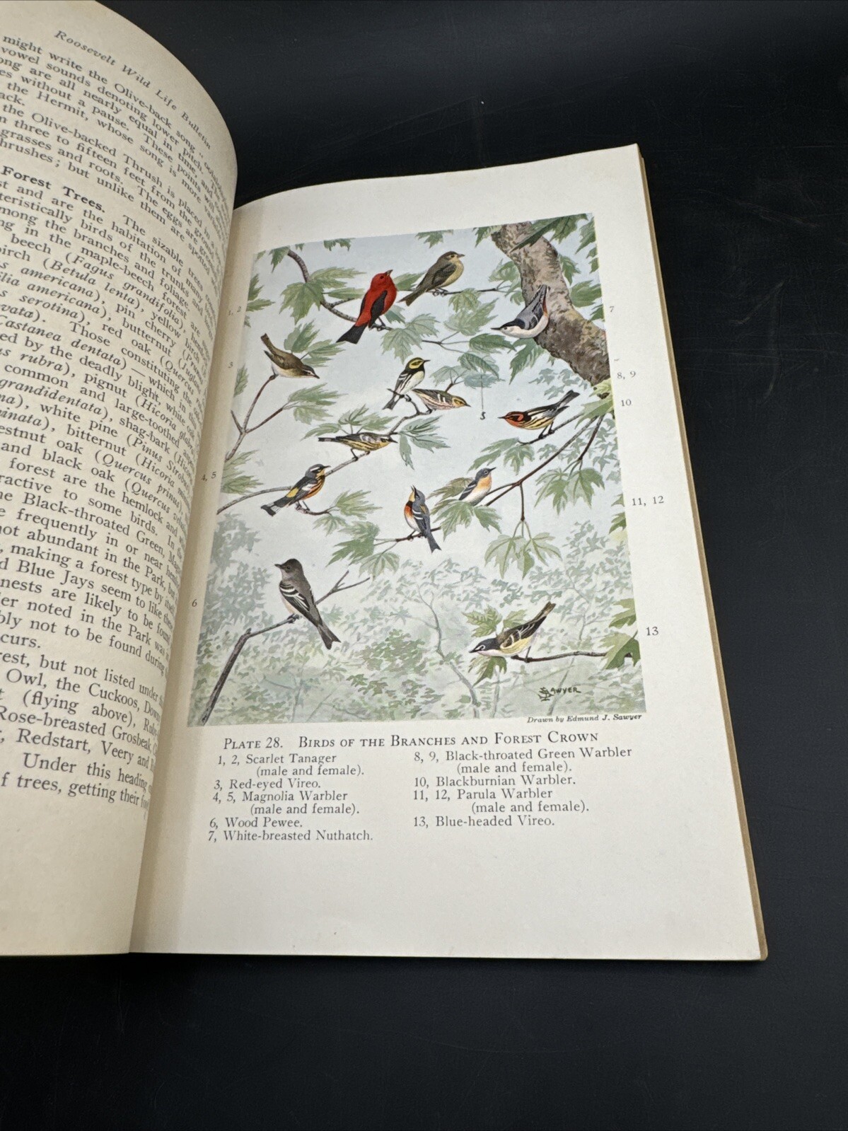 Roosevelt Wild Life Bulletin Birds💥March 1923 Vol 1,Number 3