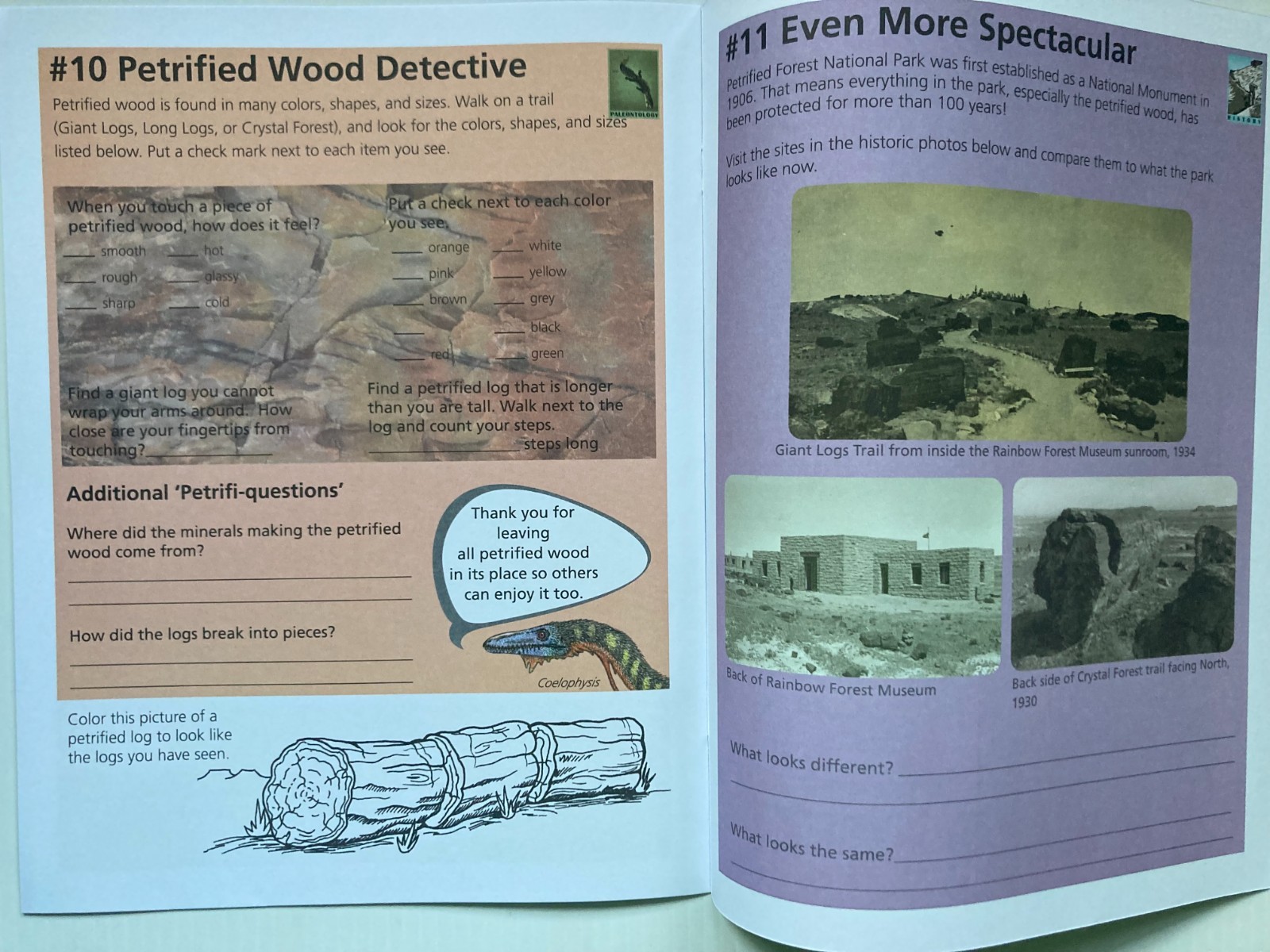 PETRIFIED FOREST NATIONAL PARK JUNIOR RANGER BADGE BOOK DINOSAURS FOSSILS BONES