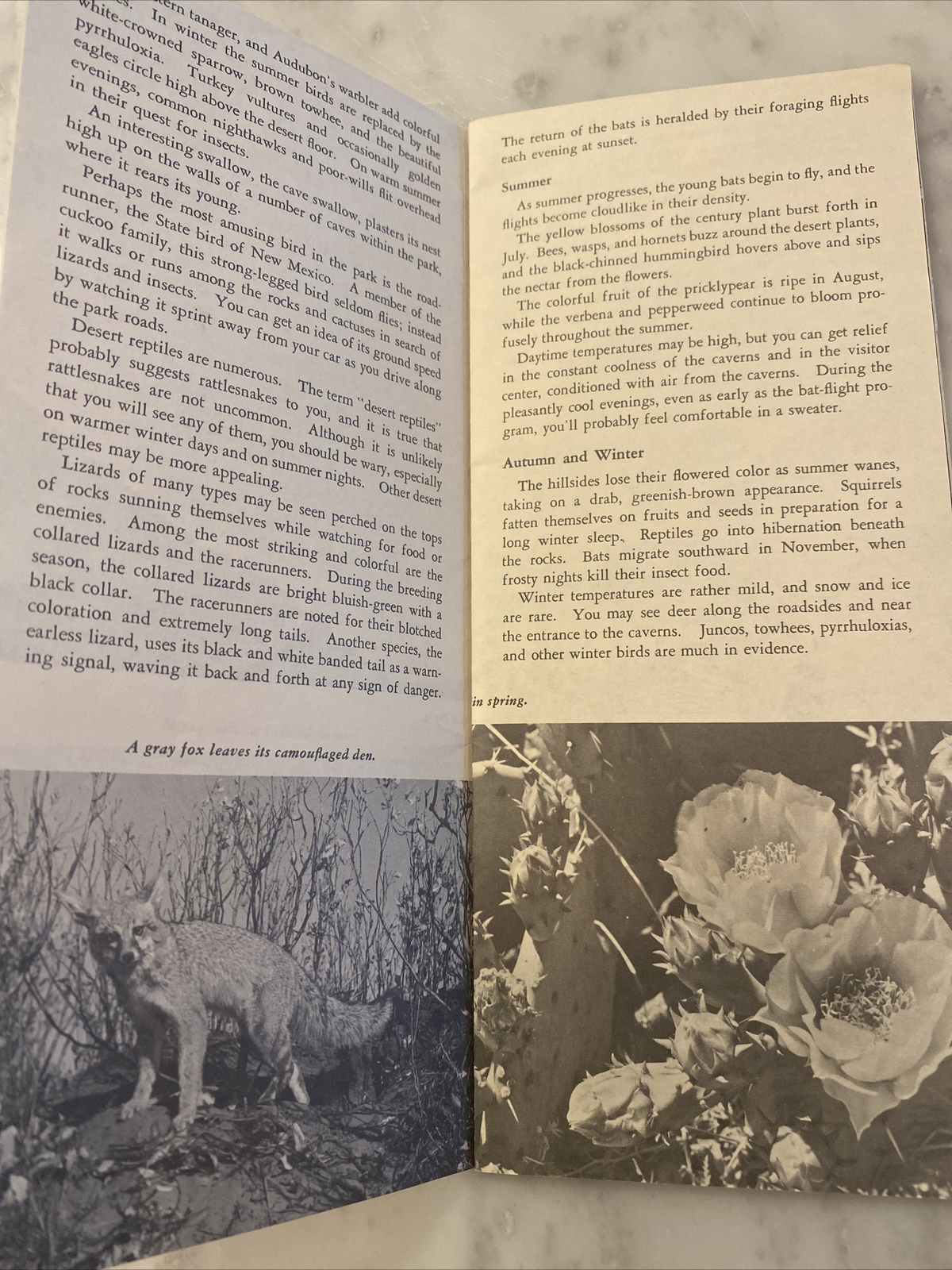 Carlsbad Caverns National Park New Mexico 1963 Pamphlet