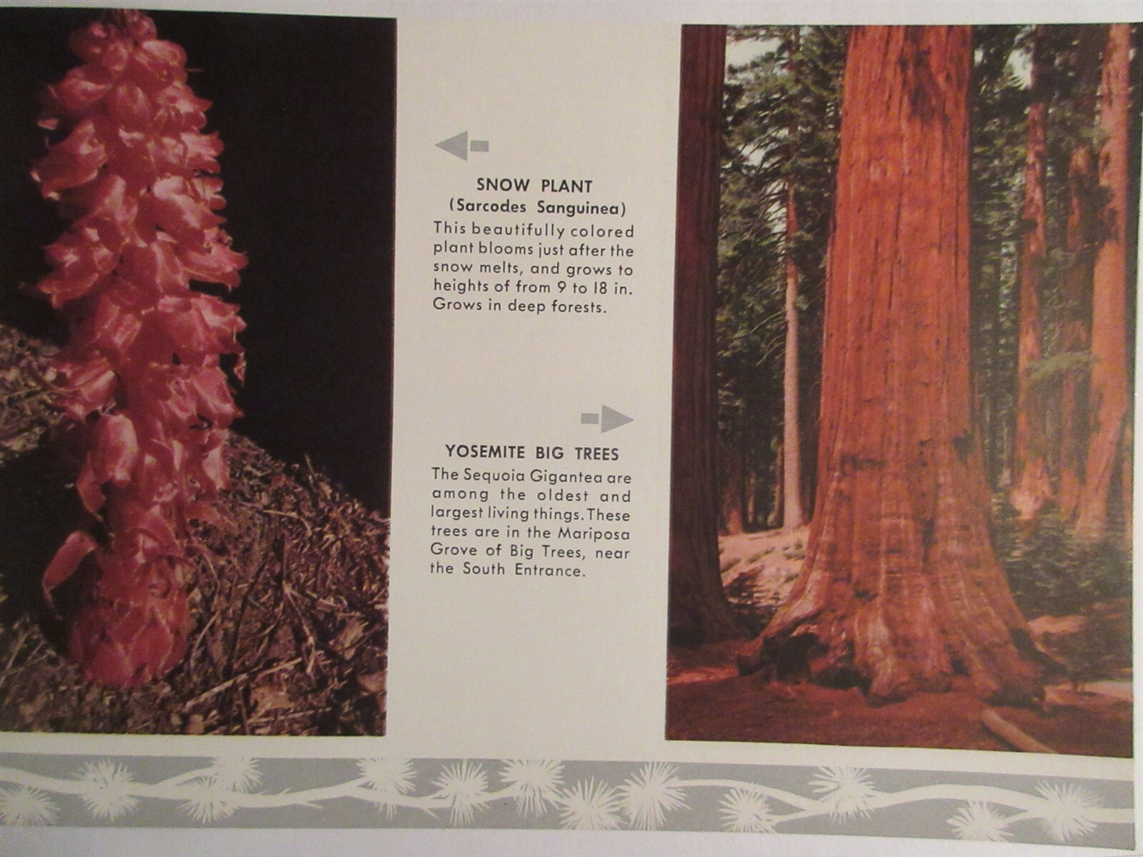 YOSEMITE SOUVENIR BOOK NATIONAL PARK NATURAL COLOR 1952 California Map Pictures