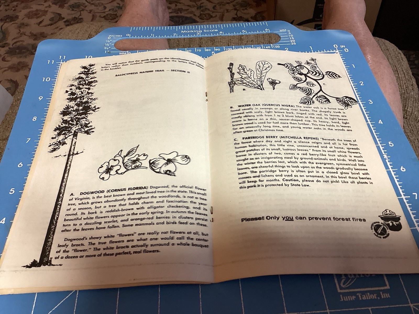 1969 Bald Cypress Nature Trail Brochure And Map