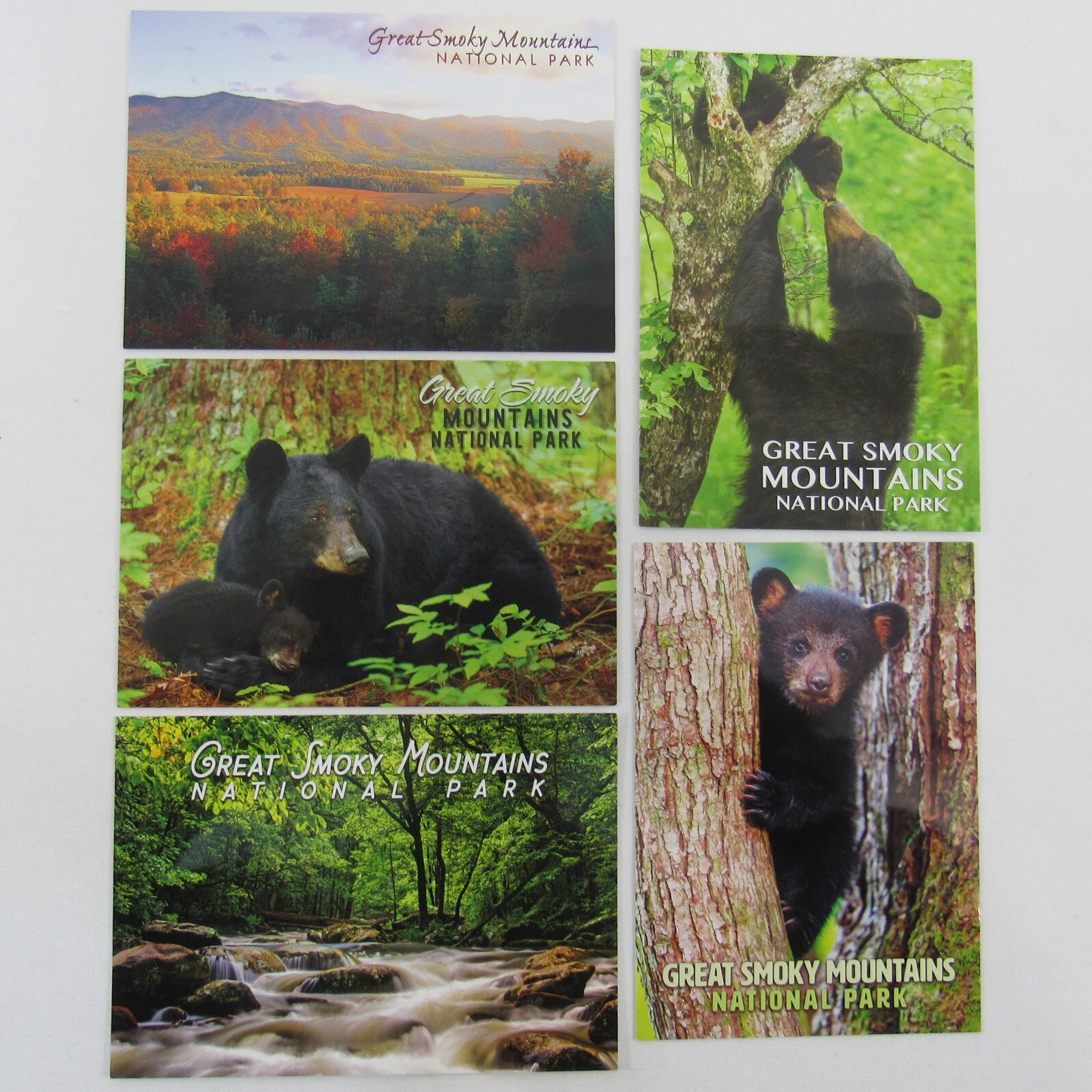 5 Postcard Great Smoky Mountains National Park Black Bear Postcard