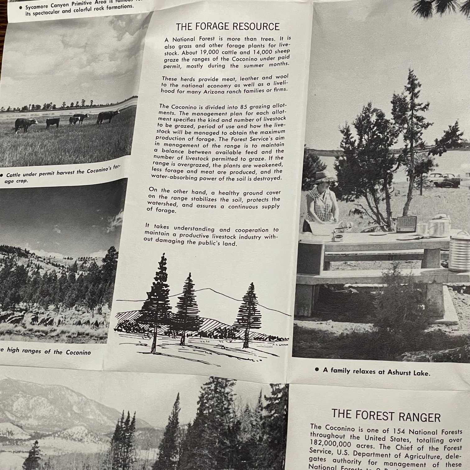 VTG 1968 Coconino National Forest Arizona Map US Dept of Agriculture – Excellent