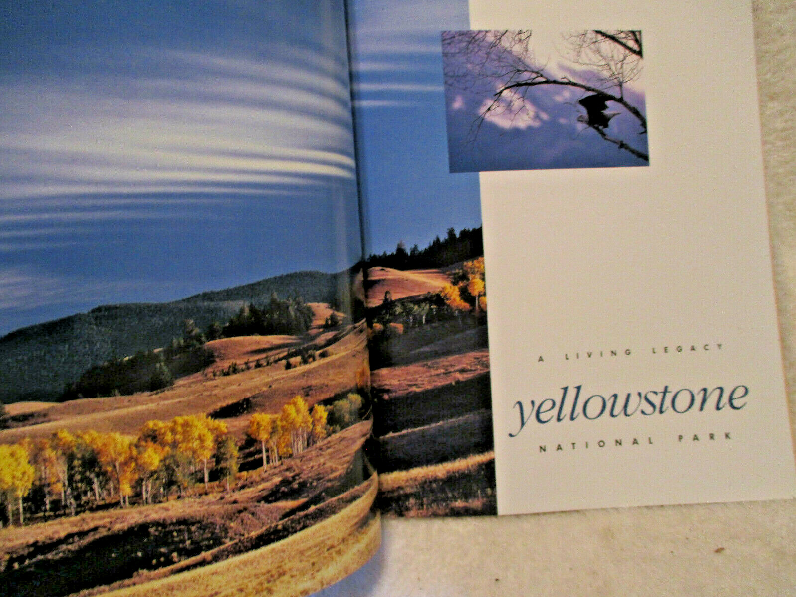 Yellowstone National Park~1989~1st Printing~Soft Cover