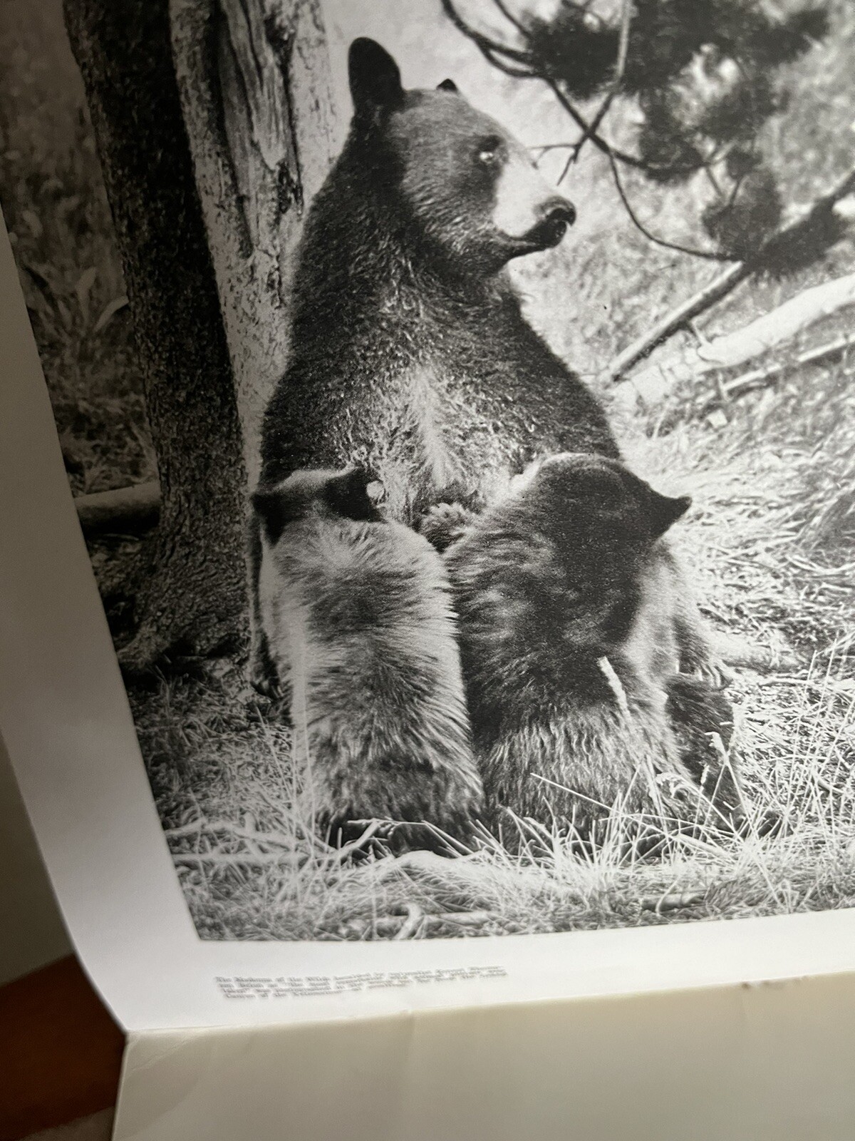 Vintage 1940 Hayne ‘ s Souvenir Album Yellowstone National Park B&W Photo Album