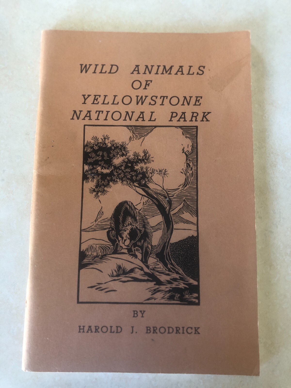 Wild Animals of Yellowstone National Park by Brodrick, Harold J. 1952