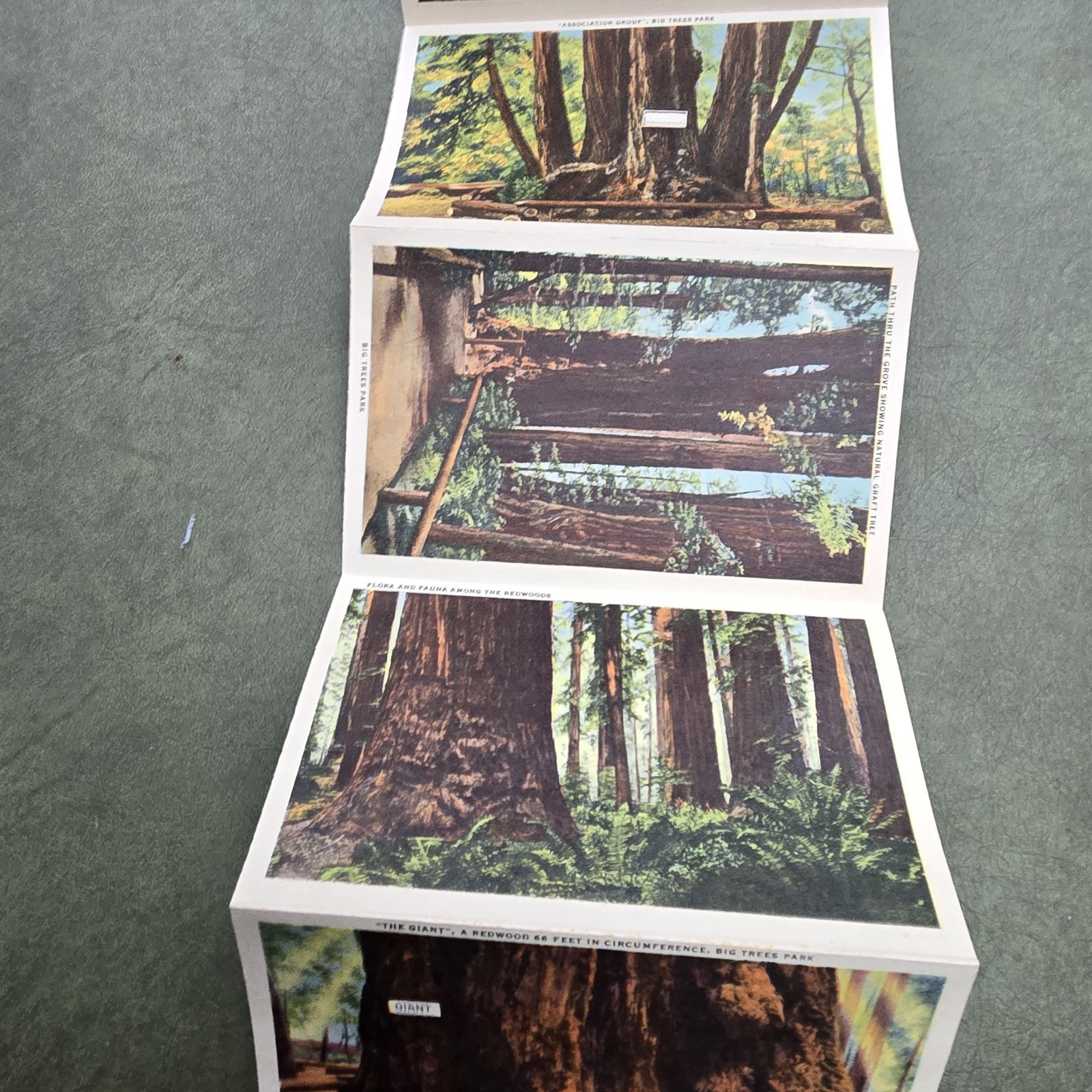 Vintage California Big Trees Park Souvenir Postcard Folder 18 Images