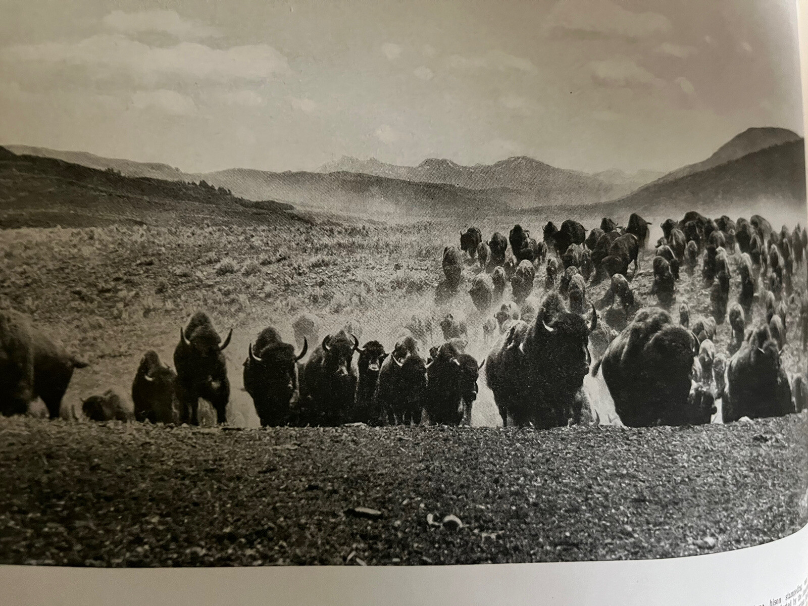 Vintage 1940 Hayne ‘ s Souvenir Album Yellowstone National Park B&W Photo Album