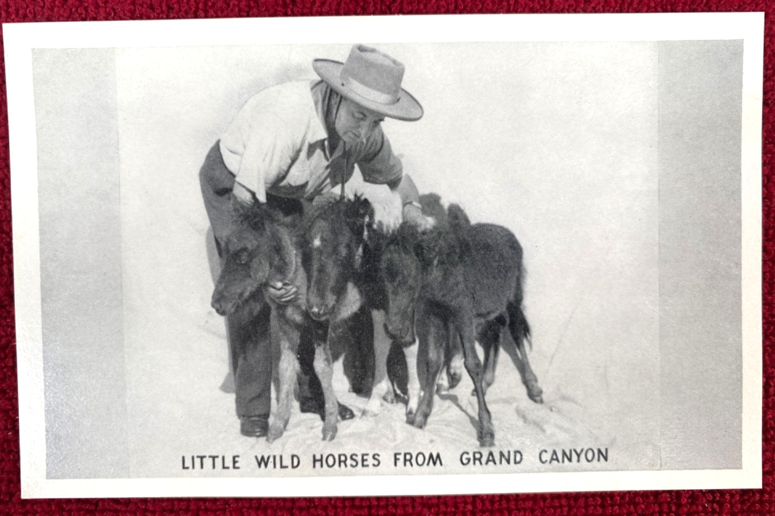 1940s GRAND CANYON MIDGET HORSES vintage booklet & 6 postcards ERNEST W. RITTER