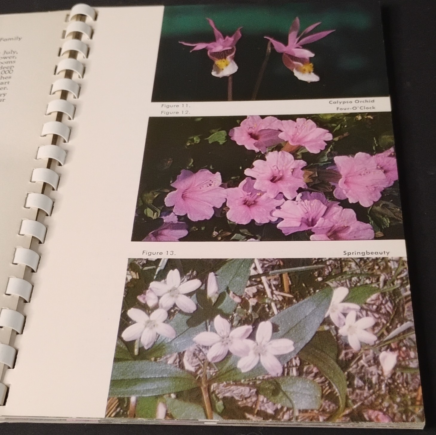 Wild Flowers of Zion Bryce Canyon Cedar Breaks National Parks 1958 Spiral Bound