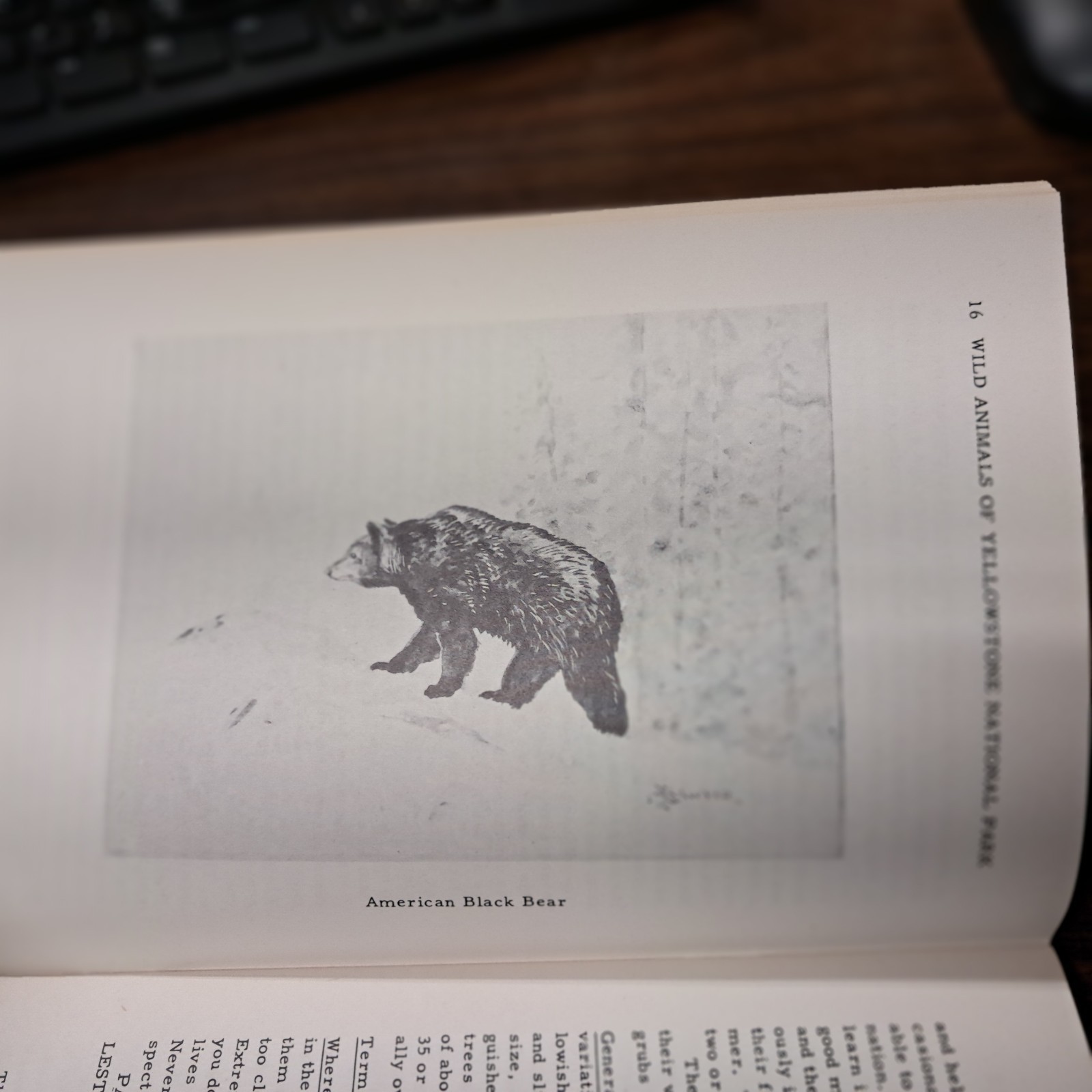 1954 Wild Animals Of Yellowstone National Park From Library Of Dorothy Hanson