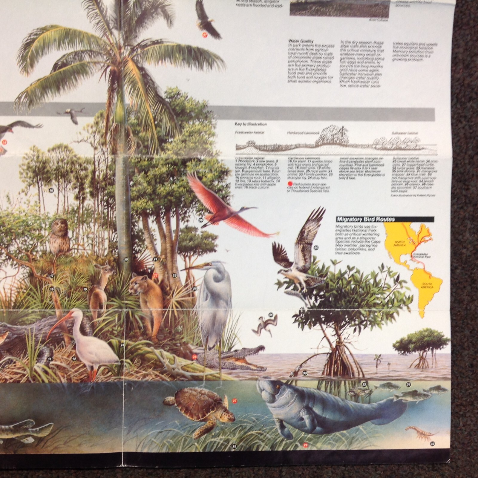 Vtg 1997 US Dep’t Int Everglades National Park Services Official Map and Guide