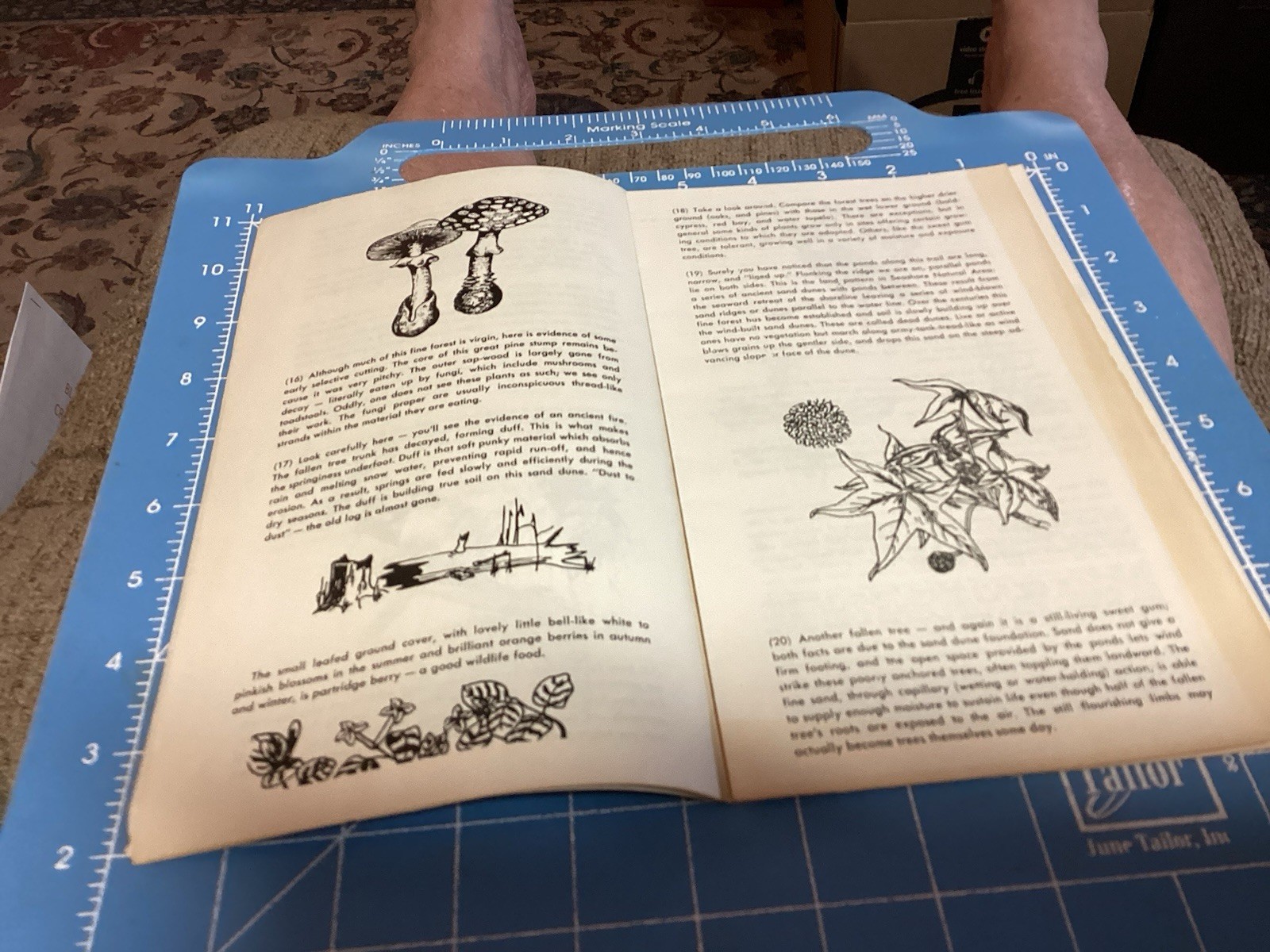 1969 Bald Cypress Nature Trail Brochure And Map