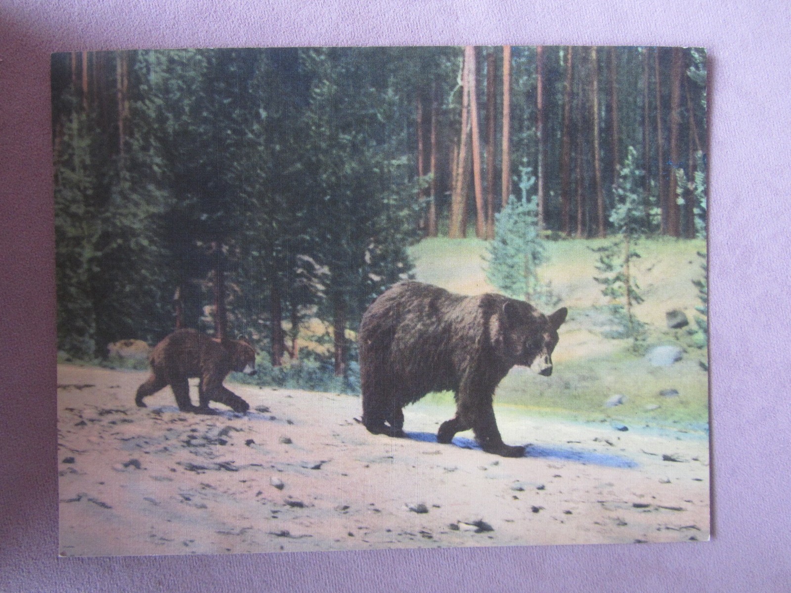 Vintage Giant Linen Post Card Mother Bear +Cub Hiking Yellowstone National Park