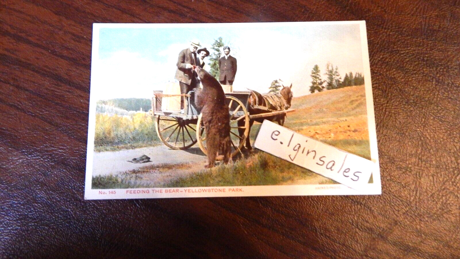 Yellowstone Park – Bear Feeding Time – Colorized Photo Postcard – Circa 1910