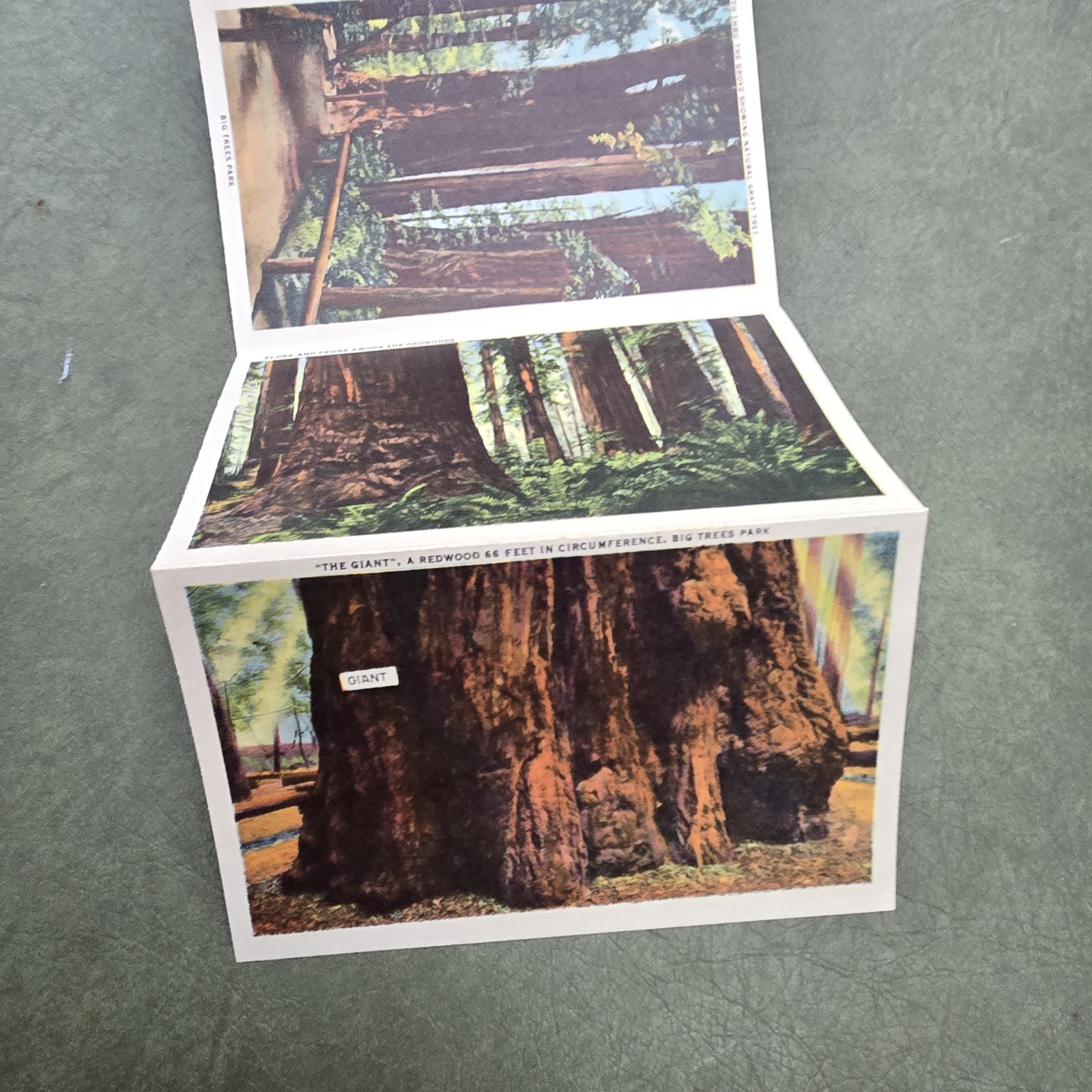 Vintage California Big Trees Park Souvenir Postcard Folder 18 Images