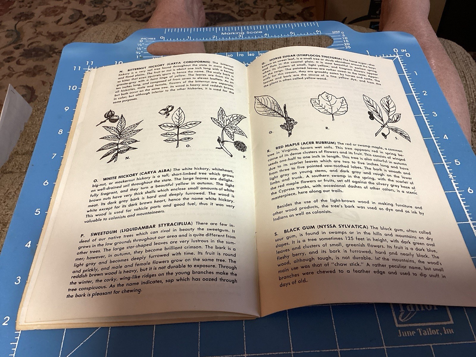 1969 Bald Cypress Nature Trail Brochure And Map